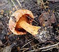 Suillus clavipes