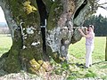 Fagus sylvatica