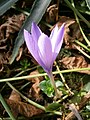 Crocus ligusticus side-view