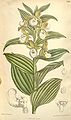 Cypripedium californicum