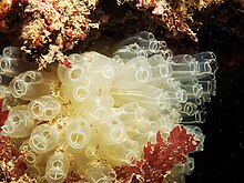 "Diazona violacea", Firth of Lorne, Scotland, 20 m