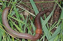 image of Earthworm on plant