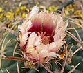 Echinocactus texensis