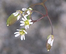 Bloemen in tros