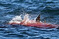 Un grande squalo bianco mentre aggredisce sott'acqua un leone marino.