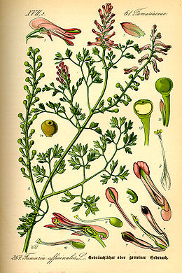 Orvosi füstike (Fumaria officinalis)