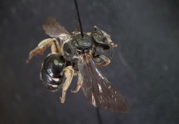 Lasioglossum costulatum ♀, habitus, dorsolateraal aanzicht.