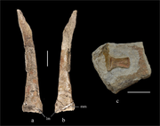 Tibia and ankle