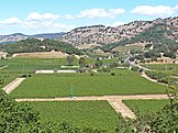 Vineyards in the Napa Valley AVA