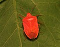 Zeldzame rode vorm Nezara viridula f. aurantiaca