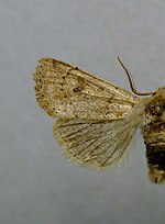 Orthosia cruda – Männchen