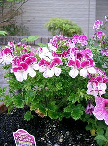 2001 Stehende Pelargonie