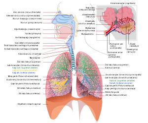 Solunum sistemi (Dünya Sigarasız Günü)