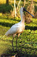 Royal Spoonbill