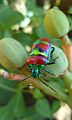 This Jewel bug was feeding on Jatropha.