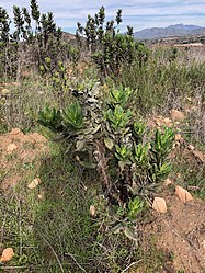 In habitat near Ensenada.