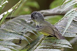 Vlekkeelmiervireo