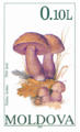 B. luridus, R. Moldova 1990