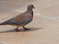 Palmtaube Laughing Dove