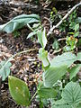 Streptopus amplexifolius young fruits