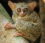 Brown tarsier