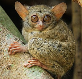 Tarsius spectrumgurskyae