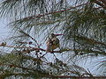 Rotschnabeltoko Red-billed Hornbill