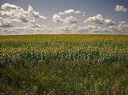 Sunflower field, Petrovsky District