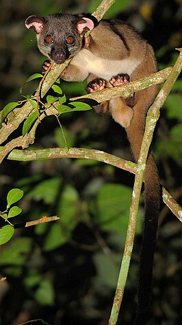 Driestrepige palmroller