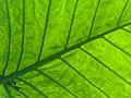 Backlit elephant ear