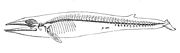 Fin whale (Balaenoptera physalus) body plan