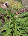 Gorteriinae alcsoport: Berkheya purpurea tüskés levele.