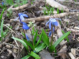 Bókoló csillagvirág (Scilla siberica)