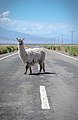 Südlich von San Pedro befinden sich häufig Tiere an und auf der Straße.