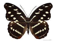 Museum specimen ♂ dorsal side