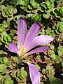 Colchicum montanum