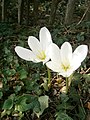 Colchicum speciosum 'Album' inner side of the flower