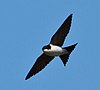 Common House Martin in flight