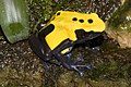 Dendrobates tinctorius var. 'Citronella'