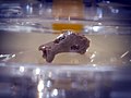 Fossil Denisova 5: In der Denissowa-Höhle gefundener Zehenknochen (Grundglied) eines Neandertalers mit Beprobungsspuren (Original)