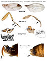 Anatomische Unterschiede von Drosophila suzukii zu Drosophila simulans