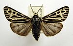 Grammia quenseli – Specimen