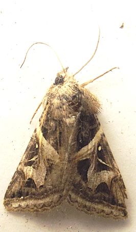 Ianius mosca