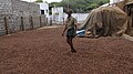 Fruit drying for oil extraction