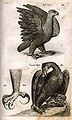 Illustration aus Historia naturalis .... Die Adler.