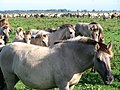 Konik az Oostvaardersplassen természetvédelmi területen, Hollandiában (2005).