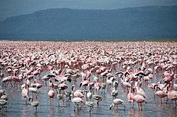 Flamingos at Lake Nakuru