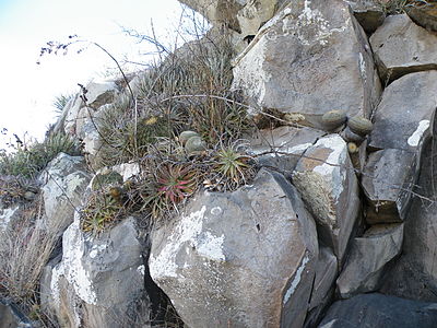 Ferocactus histrix growing in habitat with Mammillaria muehlenpfordtii in San Luis de la Paz in Guanajuato, Mexico