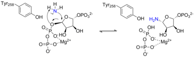 Arrow pushing mechanism for the reaction catalyzed by ATase.