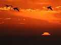 Mock mirage sunset with brown pelicans